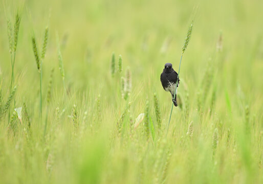Pied Bush chat in Wheat field 