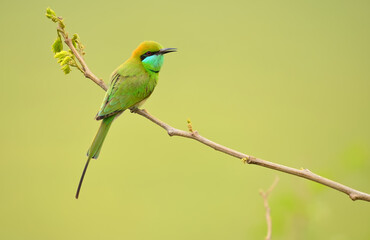 Little Green bee eater on Perch 