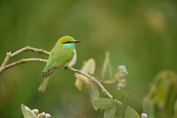 Obraz premium Little Green bee eater on Perch 