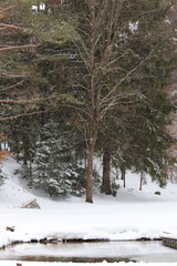 Winter forest Landscape. A lot of white snow fell in the forest. Small pines and firs. Snow-covered tree branches. Snowfall