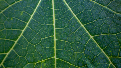 Close up Green leaves background