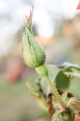 Romantic red rose in the garden