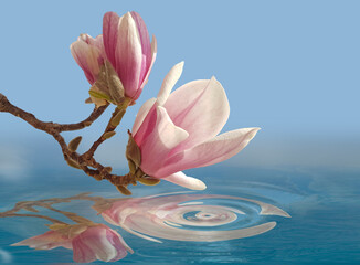 flower flowers water drops sea spa magnolia pink spring nature enviroment © sea and sun