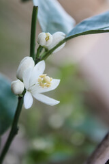 Young tangerine tree blooming white flowers