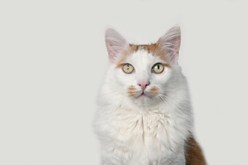 Fototapeta na wymiar Close-up portrait of longhair cat Isolated on gray background.