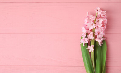 Beautiful blooming hyacinth plant on color wooden background