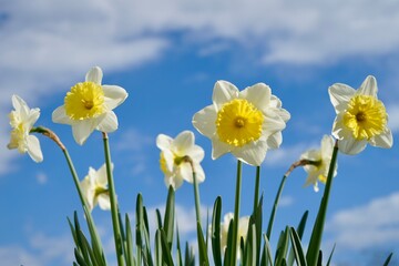 Obraz premium Ice Follies white narcissus with a yellow core bloom in the garden on blue sky background