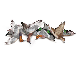 la chasse, tirer, canard, milouin- siffleur d'Europe,  nature morte, femelle, mâle, volant, ciel, vol, atteindre, tuer, oiseau, animal, nature, ailes, faune, bleu, blanc, sauvage, mer, oie, empennage,