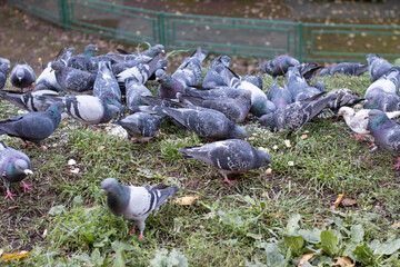 Obraz premium a flock of pigeons collect crumbs on the road. Wildlife