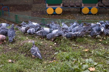 a flock of pigeons collect crumbs on the road. Wildlife