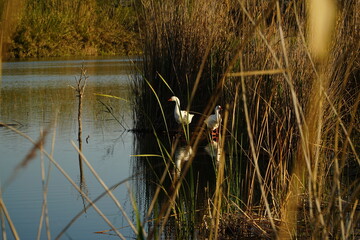 Els Estanys de Almenara