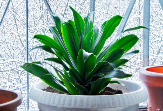 Aspidistra. A plant in a white pot on a windowsill Home plant. Winter. Nature.