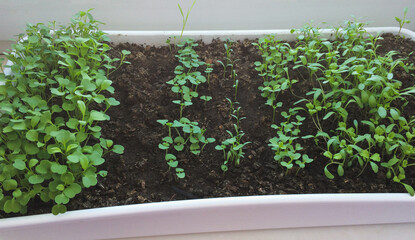 green bed on the window, vegetable garden on the windowsill