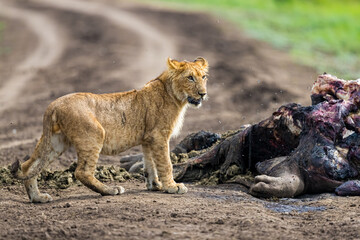 Young male lion looks cauciously for danger in Kenya
