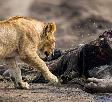 Young lion approaches the large hippo carcus carefully