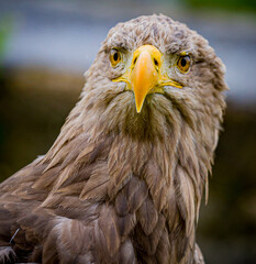 Naklejka premium Young, immature bald eagle ilooking straight at camera in Germany
