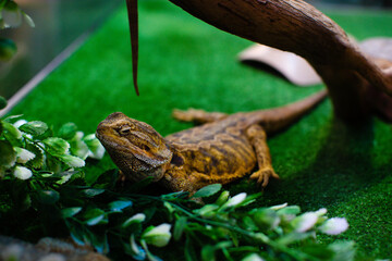 Lizard on a green background close-up