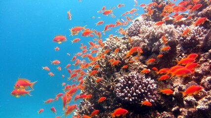 Fototapeta na wymiar orange fish