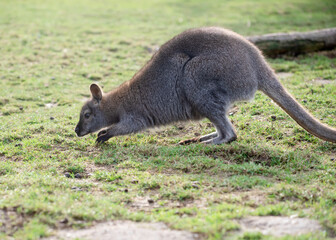 A grey kangaroo on the grass in zoo