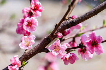 Peach flowers blossom in spring.