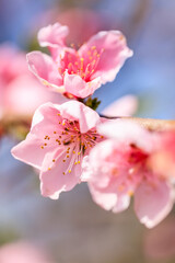 Peach flowers blossom in spring.