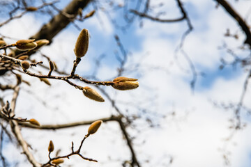 林業試験場樹木園のコブシ
