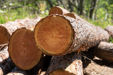 丸太と年輪のイメージ
