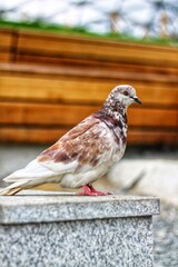 pigeon on the fence