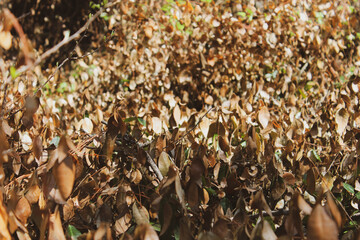 close up of a tree