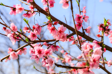 Peach flowers blossom in spring.