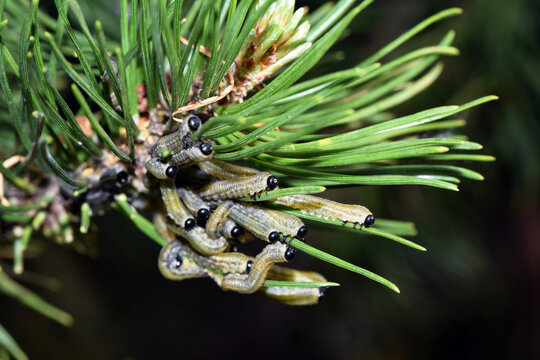Larvae of European pine sawfly (Neodiprion sertifer) eating pine needles