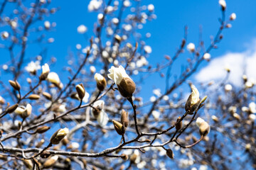 林業試験場樹木園のコブシ