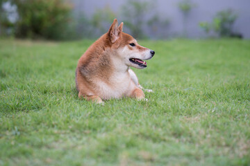 Naklejka na ściany i meble The Shiba Inu is sitting on a green lawn with a gray wall. Japanese dog in garden.