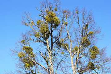 Mistletoe (Viscum album) on a tree in winter, blue sky background