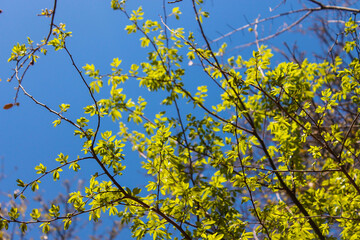 leaves against blue sky