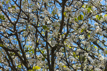leaves and blue sky