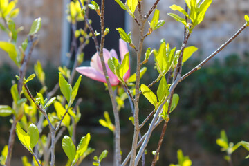 yellow flowers in spring