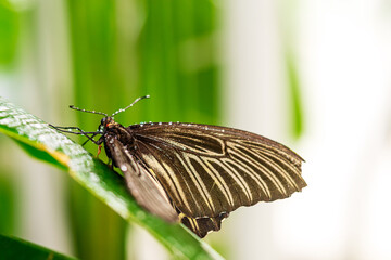 Close up image of butterfly sitting on green leaf