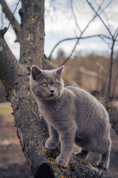 Brittish shorthair kitten on ohe tree