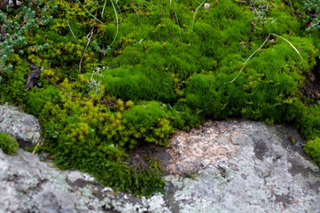 Granite stone overgrown with succulent green moss, groundcover vegetation close-up,