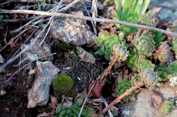 Brown grasshopper close-up on blurred background in background, variety green plants.