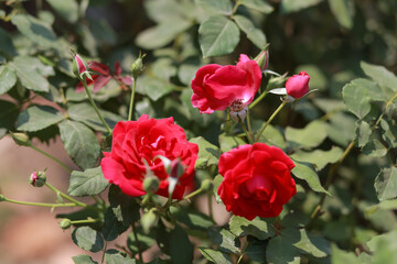 high-angle red roses blooming in summer in Thailand