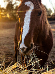 Fototapeta premium horse in the field