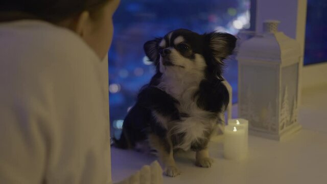 Teen age dog owner stroking her pet, chihuahua doggy sits by the window. Girl tryes to play with doggy. Blurred night city behind the glass. Domestic tranquill and cozy atmosphere.