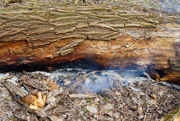 Tree Struck By Lightning Burns
