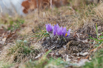 Spring flowers Pulsatilla Grandis in the meadow. Purple flowers in the meadow