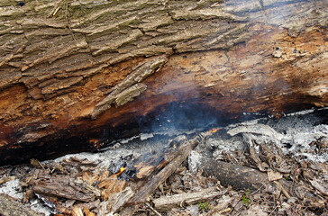 Tree Struck By Lightning Burns