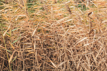 Fototapeta premium Right background yellow and dry reed leaves close-up, nature outdoors, plants growing near rivers in swampy area