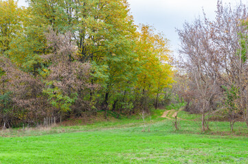 Growing green grass on lawn surrounded by bushy trees