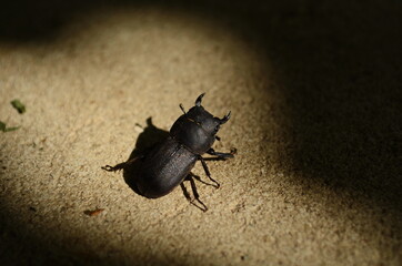 Dorcus parallelipipedus, the lesser stag beetle, is a species of stag beetle found in Europe.